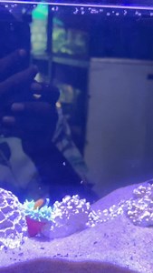 40K views · 1.3K reactions | Build your marine aquarium with us. Call 7358823933 #vedhafishfarm #aquarium #marine #fishing #bettafish #clownfish #nemo #sea | Vedha Fish Farm | Facebook