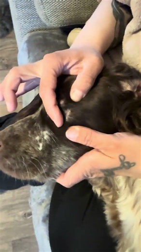 🐾🐕 Dog Tick Fact. #dogshorts #nature #canineadventures #doglife