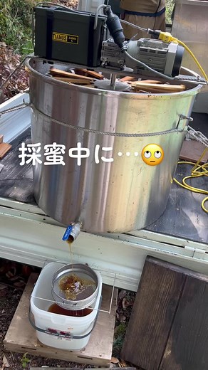 女王蜂の蜂蜜ダイブ！採蜜作業中にキイロスズメバチが登場