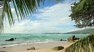 Video 1920x1080 Deserted Tropical Beach Palm Stock Footage Video (100% Royalty-free) 4685549 | Shutterstock