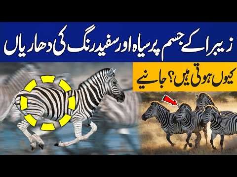 Why Do Zebras Have Black and White Stripes? Find Out! | Capital TV