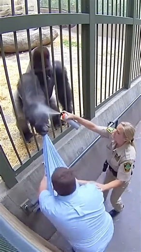 بين قوة الغوريلا وصراخ الرجل، كانت حماية الله تحيط به من كل جانب #shorts #ytshorts