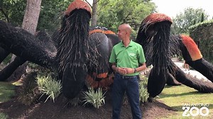 46K views · 254 reactions | Really BIG bugs! Bug Mania! is here. See larger than life bugs plus, educators will give you the chance to meet some real ones. | San Antonio Zoo | Facebook