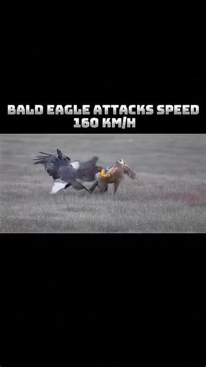 Bald eagle vs peregrine falcon #trending#viral #animals #peregrinefalcon #baldeagle#attackspeed