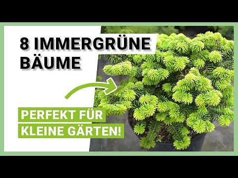 8 Evergreen Trees for Small Gardens