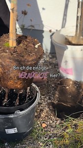 Wenn der Boden frostfrei ist, kann man noch viele Pflanzen setzen, zum Beispiel Rispenhortensien. Und jetzt im November hatten wir ja wirklich wundervolle Temperaturen. Diesen Traum von Rispenhortensien-Stämmchen im Vorgarten, direkt vor der hässlichen nackten Wand, wollte ich schon so lange pflanzen. Jetzt habe ich endlich zugeschlagen und sie eingepflanzt. Nächstes Jahr, Leute, wird das richtig schön. Pflanzt man jetzt, haben die Pflanzen genug Zeit, sich festzuwurzeln. Und du hast im Sommer e