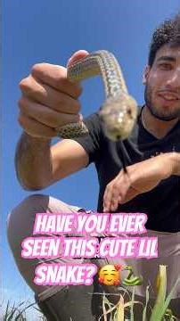 Have you ever seen this cute lil snake? 🥰🐍 #snakewrangler #gophersnake #sandiego