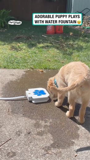 4.2M views · 31K reactions | Puppy plays with water fountain | Furry Tails | Facebook