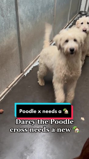 Darcy the Poodle Cross Needs a Loving Home in South Wales