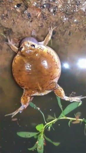✨🐸The way the toad making their voice #youtubeshorts #cute #funny #animals #toad