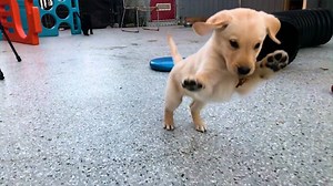 141K views · 3.2K reactions | Service dogs provide physical assistance for people living with disabilities as well as support for those who experience trauma. Explore partners with many service dog organizations, and here are a few things you may not have known about these hero pups! | explore.org | Facebook