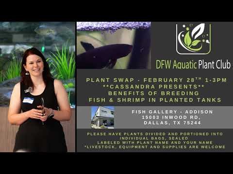 What Happens at an Aquarium Plant Swap? | Fish Gallery Aquascaping Event