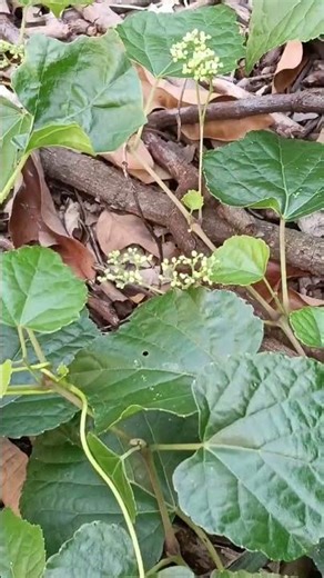 漢氏山葡萄Ampelopsis brevipedunculata var. hancei，屬於葡萄科蛇葡萄屬的多年生落葉藤本植物 #music #nature #疗愈歌曲 #fruit #garden