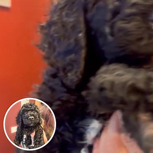 Help 7-week-old Labradoodle puppy Hook, who was born without front legs, a disability that nearly cost him his life. Join our efforts to give Hook a second chance: 🚨 Born without front legs and instead blessed with hook-shaped limbs in their place, 7-week-old Labradoodle puppy Hook has never been ordinary 💔 Most puppies born with such deformities, especially larger breeds like Hook, are euthanized every year just for being "different" 🏥 Hook has safely been rescued, but he will need treatment