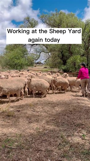 Katatapos lng mag bigay ng treatment sa mga sheep for fly strike control. | Farm Life in Australia “Dai Meraflor”