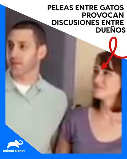 Jackson explica el proceso de reintroducción positiva entre dos gatos 🧔🏻🐈‍⬛🐈 #MiGatoEndemoniado | Animal Planet Latinoamérica