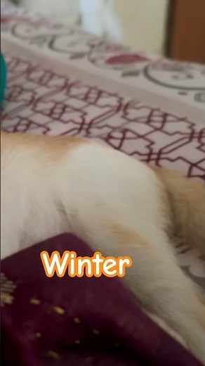 two cats cuddling in the sweetest blanket moment #cats #cozy