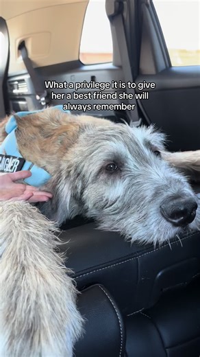 Inseparable Bond Between a Girl and Her Irish Wolfhound