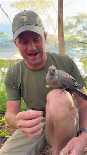 Know as the “go-away-bird” - the call is often heard warning other animals of danger! 🙌🏻🪶