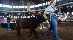 Crowds gather for first-ever Highland cattle show at the Iowa State Fair