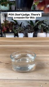 122K views · 1.4K reactions | I wanted this tiny Jade Plant to split and branch to create a fuller plant. While I was at it, I decided it would be fun to propagate the leaves in soil. So here we are. houseplant #monstera #plants | MonstroFarm | Facebook