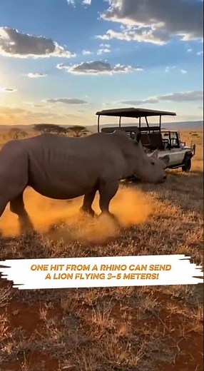 The Day a Rhino Defended Its Baby from a Lion Attack