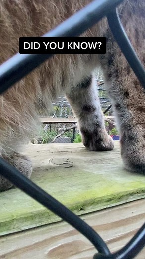 Understanding the Carpal Pad in Cats