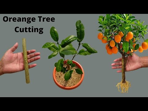 How to propagate orange tree from cutting🍊Growing orange tree from cutting