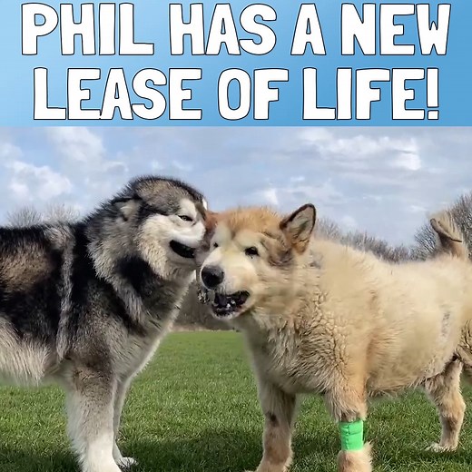 Phil Has A New Lease Of Life! 🥰 | Life with malamutes