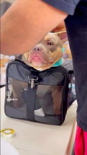 7-Month-Old Micro Bully Fits in a Puppy Bag?! 😳 10” Tall and STACKED 🔥 | 4X Venom