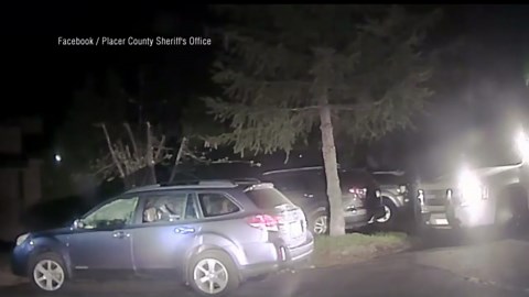 Bear gets freed after being trapped inside of a car