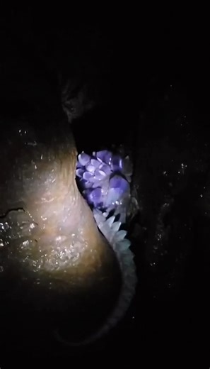 Field Notes: November 12, 2025 Location: The Whispering Grotto, subterranean riverbed Encounter Summary: Deep within the damp acoustical chambers of the cave, I stumbled upon a vibrant cluster of violet formations wedged into the basalt. This was the charming but reclusive `Geodus verecundus`, affectionately nicknamed the "Amethyst Siren" by regional guides. Unlike aggressive mimics, this gentle entity creates a permanent, hard carapace of bio-crystalline structures that resemble high-quality am