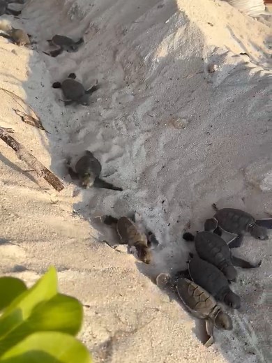 Baby Green Turtle Hatchlings' Journey to the Sea