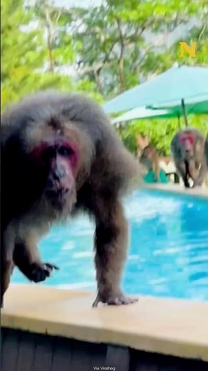 Man Tries to Relax in Pool… Monkeys Have Other Plans #monkeyattack #wildlifeencounters #swimmingpool