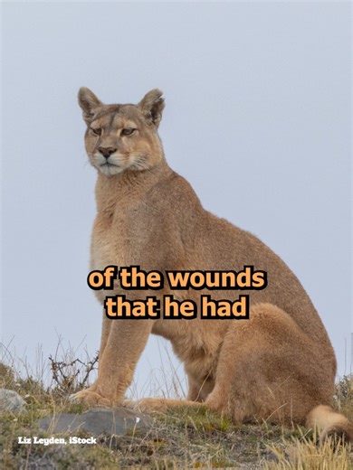 Fatal Mountain Lion Attacks in Colorado History