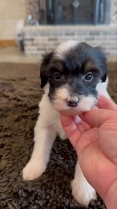 This little “Rascal” is ready to explore the world. The question is with who? #cute #animals #puppies #fyp #beautiful | Clanton Ridge Farm