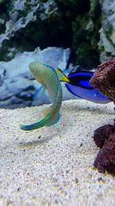 53K views · 1.1K reactions | Saltwater sass with a splash of color. | Quality Marine | Facebook