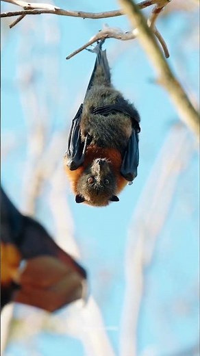 Ever Wondered How Bats poop 💩? #bats #nature #wildlife #shorts