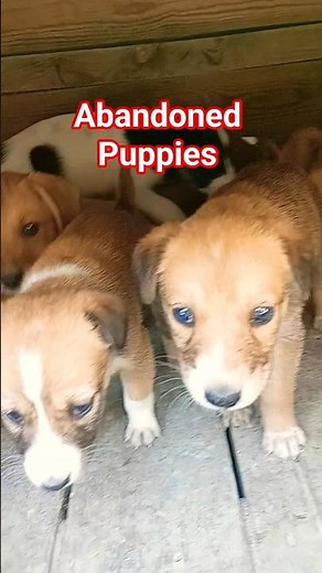 Street Dog Puppy Adoption 😍🐶 | Rescued Baby Finds a New Home #shorts