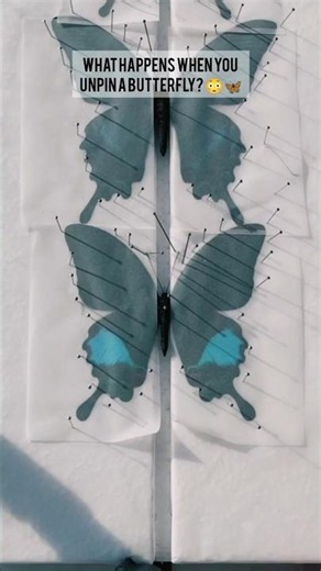 This Butterfly Looks Completely Unreal..🦋😳