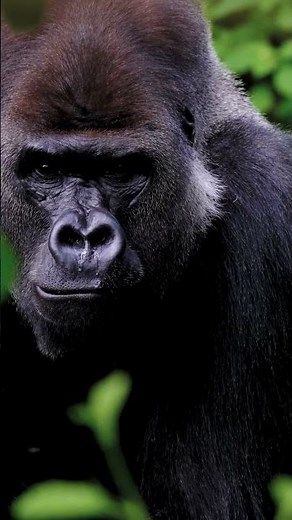 Gorilla Strength Explained: How They Lift Over 1,700 Pounds