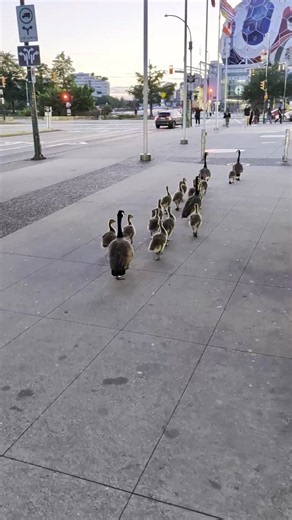 🇨🇦バンクーバーのカナダグース🪿✨先頭と最後尾にはちゃんと“保護者役”がいて🐣幼児は2列に並んで行儀よく移動🥹まるで幼稚園の遠足みたいで、愛おしすぎる…🥰