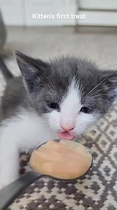 Summer channeling a snapping turtle for his first treat 😂 The teeth on metal sound was too much but his enthusiasm kept him going. | Fostering kittens