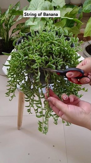 How to propagate a String of Banana in water #shorts #succulent #plants #gardeningtips