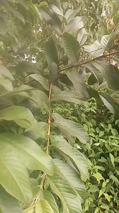 Mamadou Kone on Reels