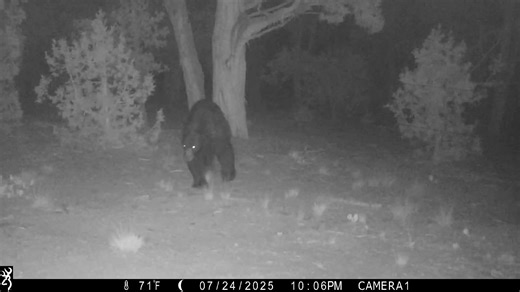 We loaned out a trail camera this summer to someone experiencing bear issues. | Bear Smart Durango
