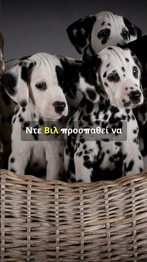 Τα 101 σκυλιά της Δαλματίας
