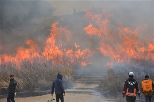 春呼ぶ“炎のショー”　長崎・平戸市の景勝地「川内峠」で野焼き