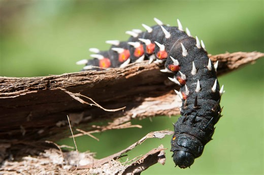 The Enormous Caterpillars That Grow Into Eight-Inch-Wide Moths