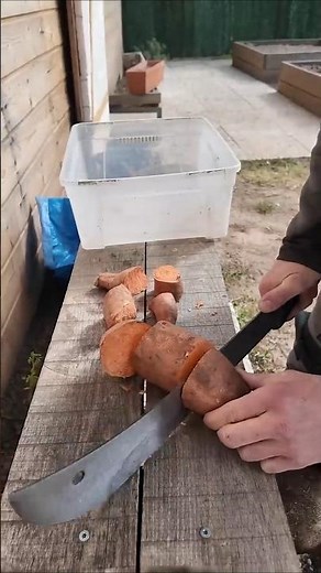 Planter des patates douces